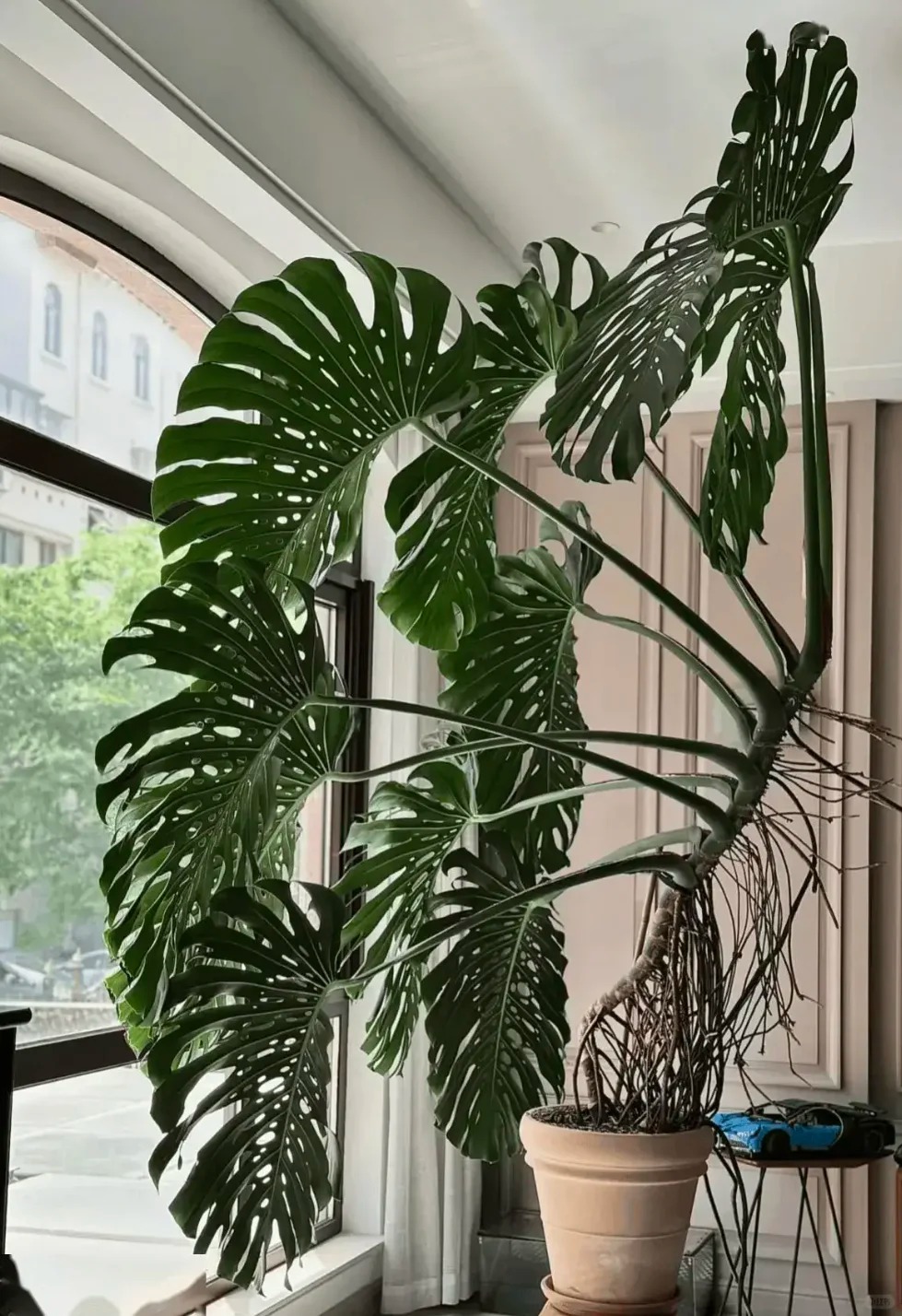 龟背竹的种植方法_1_女人要活出自己范_来自小红书网页版(1).jpg
