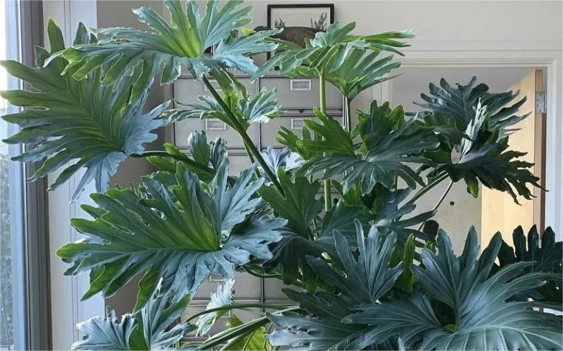 绿植们真的太好养了！巨好看！