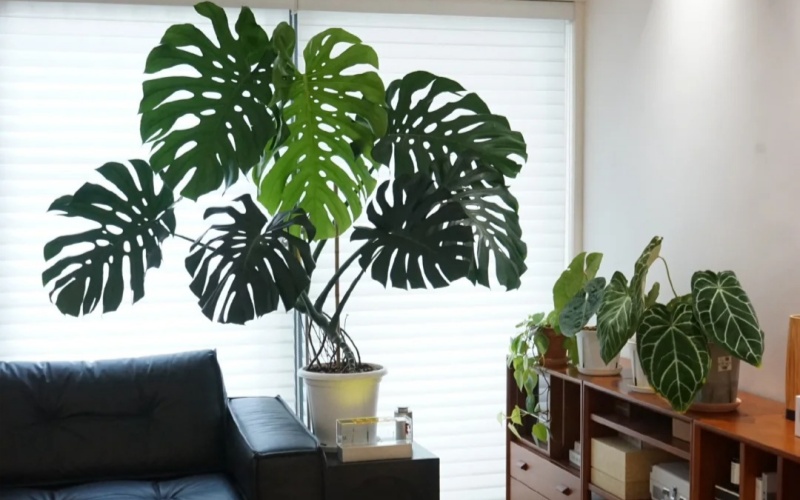 一颗龟背竹撑起一个客厅