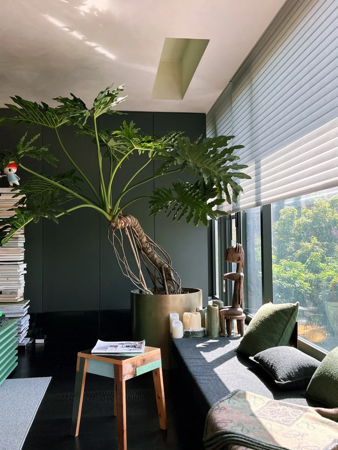 神奇植物在我家｜3款植物变身“森系”生活家🌿_1_豪室花生🥜_来自小红书网页版(1).jpg
