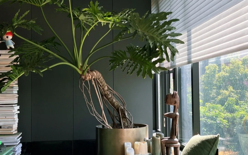 装修前了解植物形状是室内绿植租赁搭配的灵魂